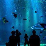 Shedd Aquarium снова откроет двери для широкой публики на следующей неделе