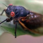 Иллинойс готовится к появлению миллиардов 17-летних цикад в 2021 году