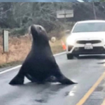 На Washington highway обнаружили морского льва