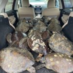 В Техасе добровольцы спасают от гибели тысячи замёрзших морских черепах