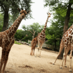 Brookfield Zoo с понедельника возобновит работу после нескольких месяцев закрытия из-за COVID