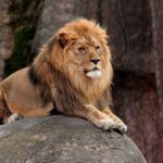 Lincoln Park Zoo объявил дату открытия в марте