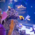 Жители Иллинойса смогут бесплатно посетить Chicago’s Shedd Aquarium на следующей неделе