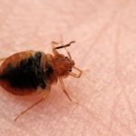 Нашествие клопов: Чикаго снова в десятке городов с наибольшим количеством постельных насекомых