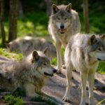 Охотники из Висконсина убили 216 волков менее чем за 60 часов, что вызвало бурю негодования.