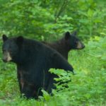 Иллинойсцам стоит быть осторожными: весной бурые медведи кочуют из соседних штатов в Миссури