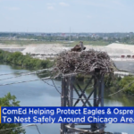 Компания-поставщик электроэнергии проводит масштабную работу в целях защиты птиц от поражения электрическим током