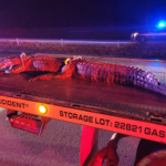 10-футовый аллигатор стал причиной серьезной аварии