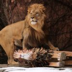 В обновленный Lincoln Park Zoo вернутся львы, которых увезли отсюда в 2019 году
