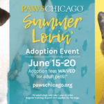 На мероприятии Summer Lovin’ можно бесплатно взять питомца из приюта PAWS Chicago