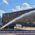 Пожарные в Addison спасали от гибели на жаре несколько тысяч цыплят, поливая их водой из шланга