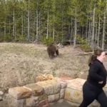 Жительница Иллинойса едва не подверглась нападению медведя, и теперь ей… предъявлено обвинение