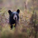 Медведь, который бродил по Иллинойсу и другим близлежащим штатам, умер после того, как его сбил автомобиль