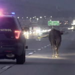 В Калифорнии заблудившийся бык остановил движение транспорта более чем на час