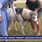 В качестве приятного сюрприза для сотрудников больницы организовали сеанс зоотерапии с мини-лошадками