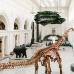 Field Museum в Чикаго предложит жителям Иллинойса два дня бесплатного посещения на следующей неделе