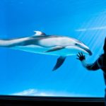 Shedd Aquarium объявляет 4 бесплатных дня в августе  для жителей Иллинойса