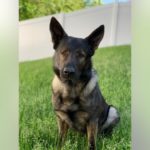 Четвероногий сотрудник Lake County Sheriff’s K9 обнаружил двух подростков, угнавших Tesla