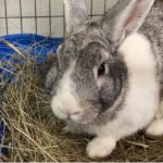 «Кроличье безумие»: приют для животных в пригороде переполнен кроликами