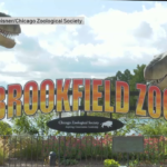 Brookfield Zoo объявляет дни бесплатного посещения, начиная со следующей недели