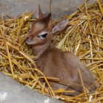 Brookfield Zoo поделился фотографиями дикдика, крошечной новорожденной антилопы