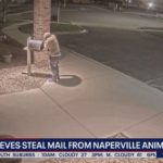 Воры, пойманные на видео, крадут почту — возможные пожертвования приюту для животных в Naperville