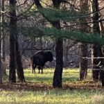 Американский бизон замечен в пригороде Чикаго