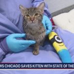 Чудесное выздоровление котенка в медицинском центре PAWS Chicago в Little Village