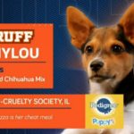 Местная собака из Общества по борьбе с жестокостью в Чикаго играет главную роль в Щенячьем Кубке на Animal Planet