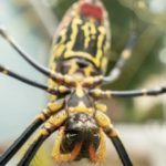 Будут ли гигантские пауки Джоро вторгаться в Иллинойс? Вот что говорит один ученый