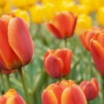 Фестиваль тюльпанов возвращается в Чикаго в апреле этого года