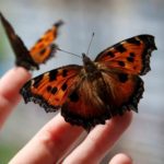 Окружите себя калейдоскопом видов бабочек в открывающемся заповеднике бабочек в Brookfield Zoo