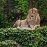 Lincoln Park Zoo был назван одним из лучших зоопарков США по результатам недавнего исследования