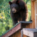 На пару из Висконсина напал медведь, который ворвался через окно