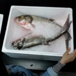 Прощай азиатский карп, здравствуй Copi: Иллинойс переименовал инвазивную рыбу