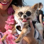 PAWS Chicago устраивает пляжную вечеринку для собак Pup-Tastic (можно приводить с собой хозяев)