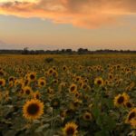 5 полей с подсолнухами в Иллинойсе, которые стоит посетить этим летом