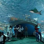 Бесплатные дни пройдут в Shedd Aquarium для жителей Иллинойса в сентябре