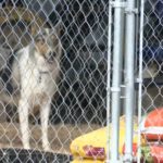 Почти 200 безнадзорных собак отловили на территории штата Иллинойс