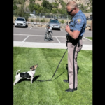 Полицейский из Колорадо присматривал за собакой тракдрайвера, пока тот находился в больнице после аварии