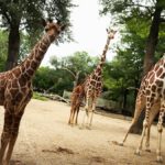 На этой неделе дети бесплатно смогут посетить Brookfield Zoo