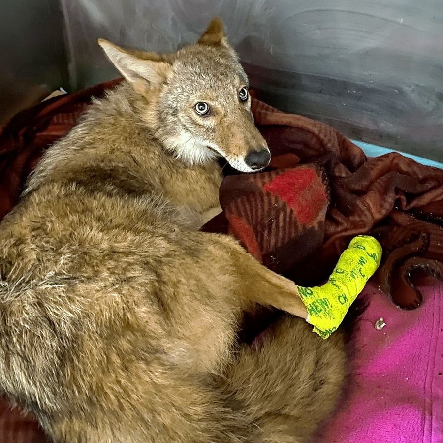 В Баррингтоне машина сбила койота и протащила застрявшее в решетке  радиатора животное до самого дома — Chicago24online