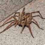 В Иллинойсе сейчас сезон пауков, но это одно из тех жутких насекомых, которых не стоит убивать
