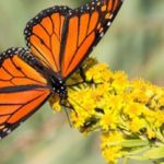 Миграция бабочек-монархов скоро пройдет через Чикаго. Когда наступит пик?