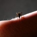 Азиатский тигровый комар дает о себе знать в Иллинойсе