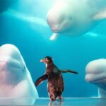 Как посетители Shedd Aquarium, живущие в пригородах, могут сэкономить на входных билетах