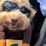100 собак приняли участие в 4-м ежегодном параде собак в Авроре