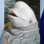 Shedd Aquarium оплакивает смерть всеми любимой старейшей белухи Mauyak