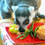 Кольцехвостые лемуры в Brookfield Zoo наслаждаются 9-м ежегодным ужином в честь Дня Благодарения!