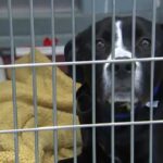 Чикагское общество по борьбе с жестокостью проводит мероприятие по усыновлению Howliday для всех собак весом более 40 фунтов